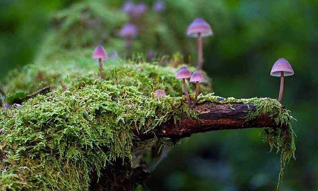 Expansión de las plantas