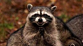 Timeline: Timeline for the Project Management