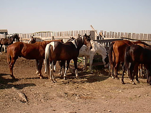 Troupeau de chevaux (doc12)