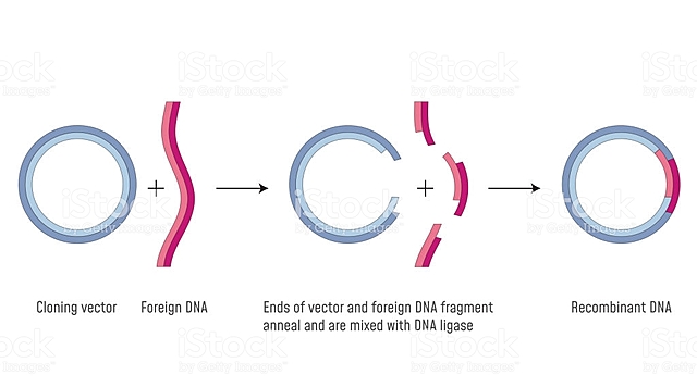 ADN recombinante in vitro