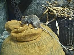 LA PESTE SE VUELVE ENDEMICA EN EUROPA COMO ASI TAMBIEN EN CONSTANTINOPLA