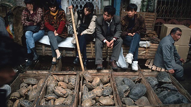 Na China, mercados voltam a vender morcegos e a esfolar animais no chão