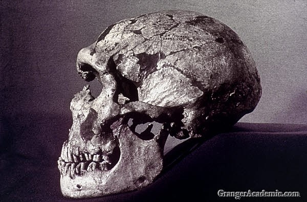 Homo Neandertalensis