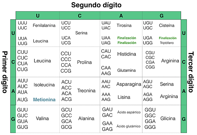 Varios Científicos - Código Genético