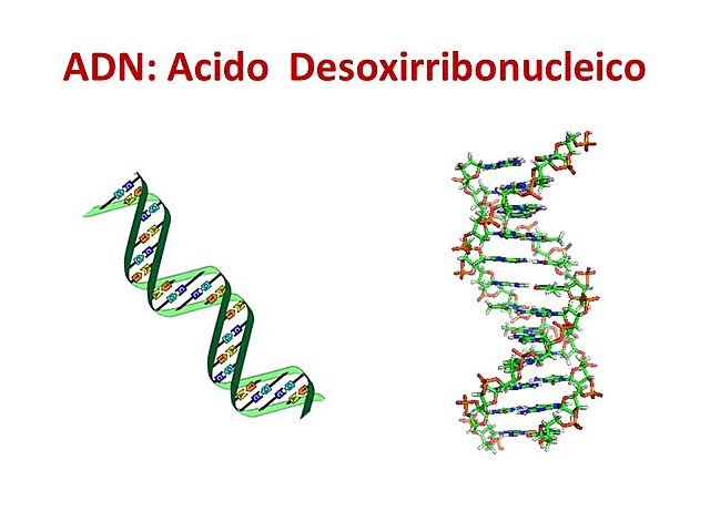 Descubrimiento de los ácidos desoxirribonucleicos