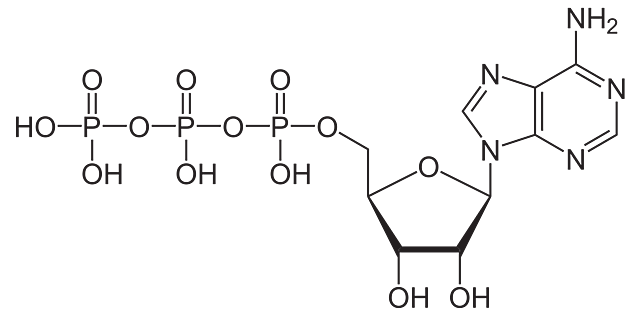Síntesis de la molécula ATP