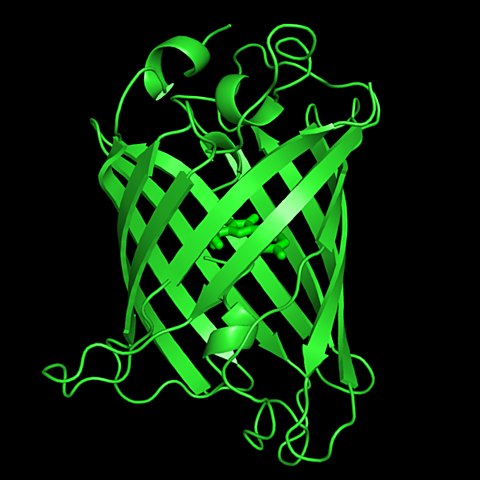 Proteína verde fluorescente