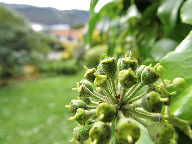 Term 2, week 12: Parent survey launched and students make posters.