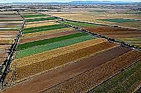 Lo Mal Any Primer (inici de sèrie de males collites)