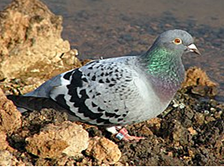 Palomas mensajeras