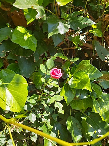 MY TIME LINE. BIOLOGY.