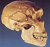 Le crâne de l'Homme de Néandertal