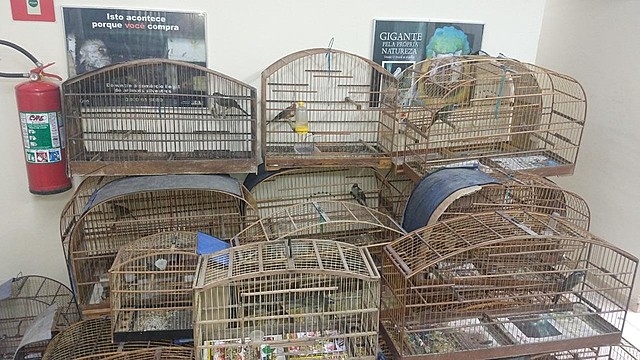 Polícia Ambiental apreende 30 aves silvestres.
