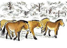 (Doc 12) Troupeau de chevaux