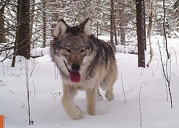 La domestication du chien (doc 11)