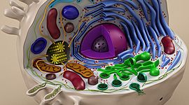 Timeline: Історія відкриття клітини