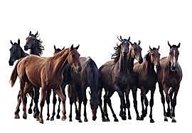 Le troupeau de chevaux