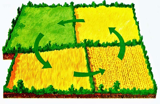 ROTACIÓN DE CULTIVOS