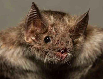 First human gets Covid-19 from a bat