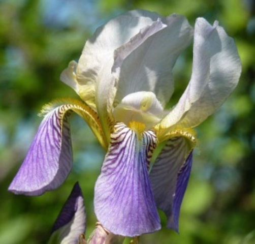 LadyEleanora - retired