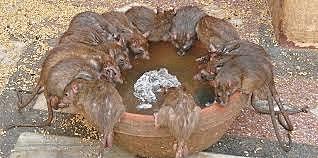 CAUSAS DE LA PLAGA JUSTINIANO