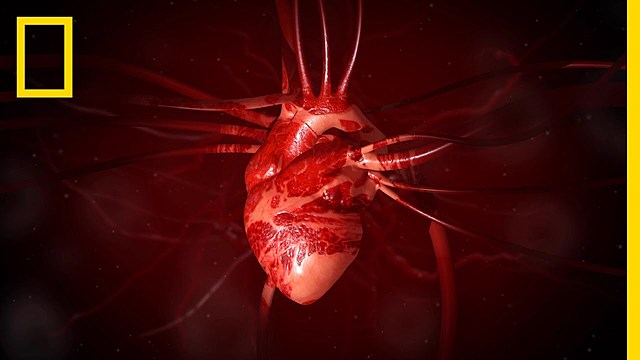 THE HEART AND BLOOD VESSELS