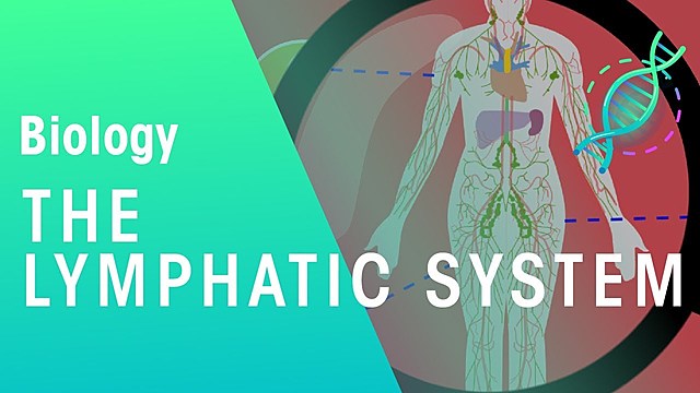 the lymphatic system