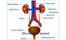 EXCRETORY SYSTEM