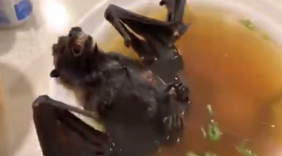 De donde salio esta enfermedad ?