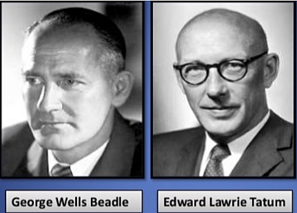 George Wells Beadle / Edwar Lawrie Tatum
