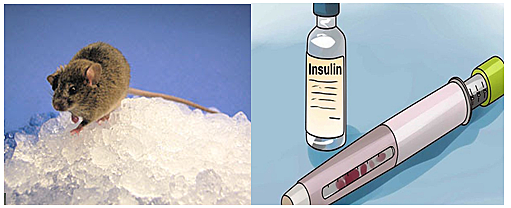 Transgénesis animal / Experimentación con la insulina