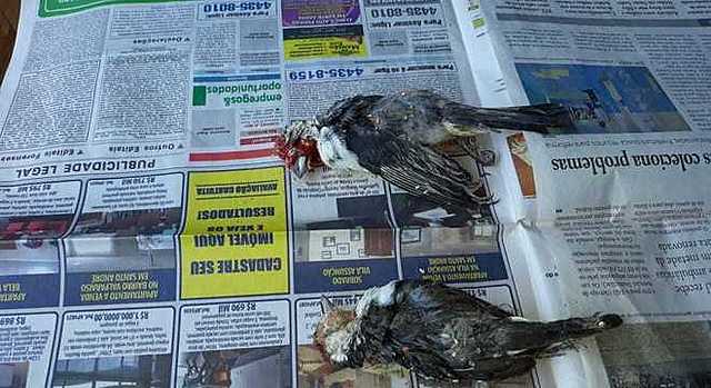 Homem é preso por tráfico de aves em São Bernardo do Campo (SP)