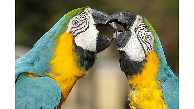 Aves exóticas nasceram de ovos apreendidos a traficantes em Lisboa.