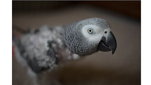 ONG denuncia Turkish Airlines por tráfico de animais