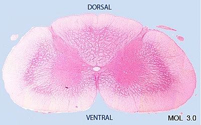 Medula espinal