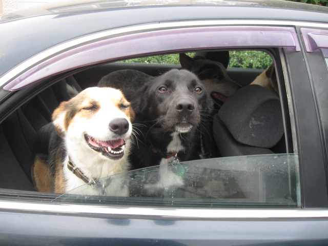 Car Ride with Friends