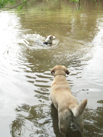 Splashing Around in the Pond