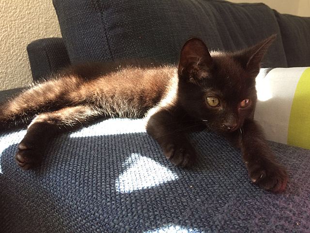 Nero a adopté du refuge pour animaux