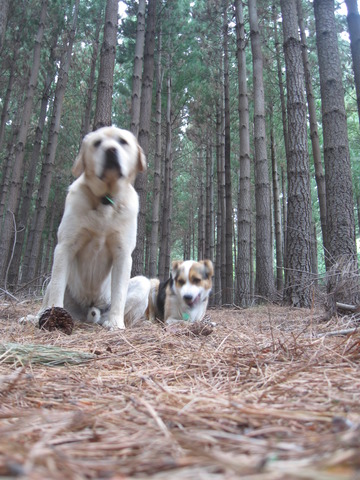 Collecting Pine Cones