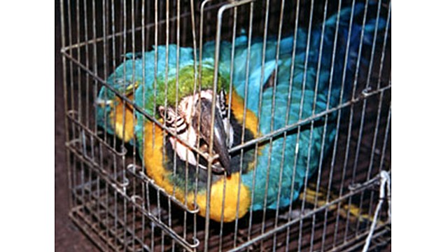 Apreensão de aves ilegais bateu recorde em Portugal