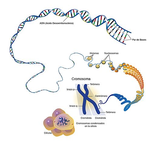 Thomas Hunt Morgan - Genes en cromosomas