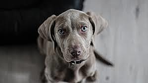 Adopté a mi mascota