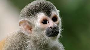 Me regalaron un Mono Titi.