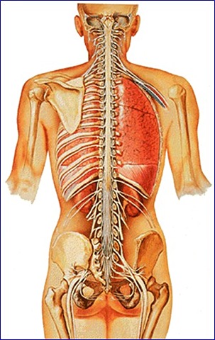 Anatomia do sistema nervoso central e periférico