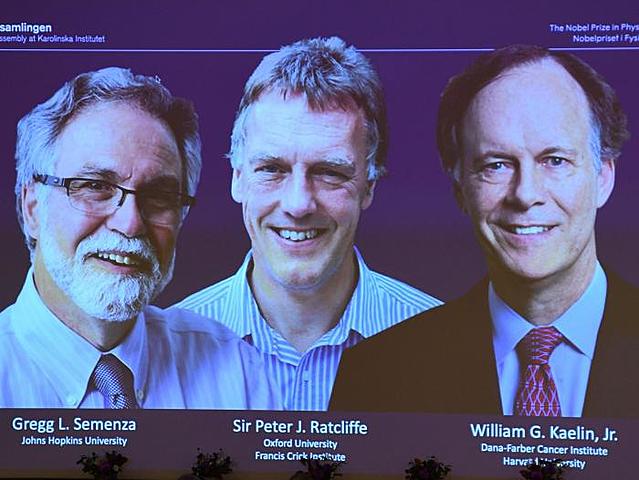 William G. Kaelin, Semenza y Sir Peter