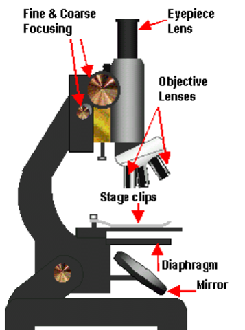 Optical Microscope