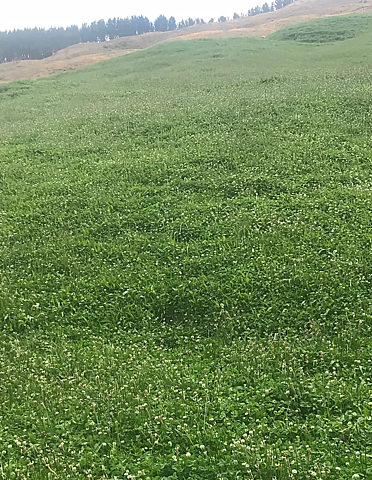 The Catch Crop: The purpose of this project is to develop mitigations and sustainable solutions for reducing sediment and nutrient losses of winter crops