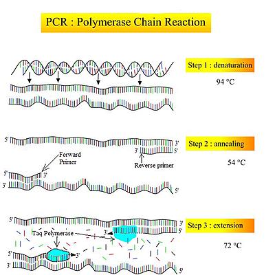 Timeline: PCR_History