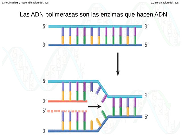 DNA birkonbinatzailea