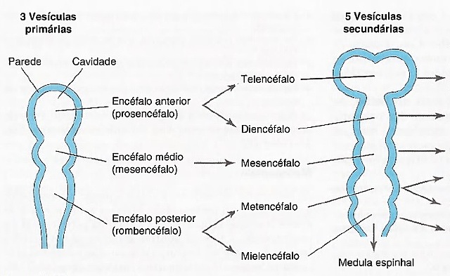 Desenvolvimento do encéfalo e vesículas encefálicas